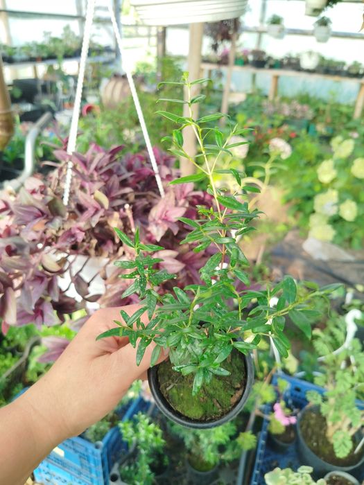 Мирт деревця від 100 грн