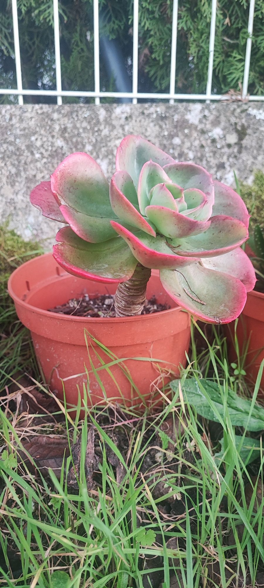 Planta suculenta linda