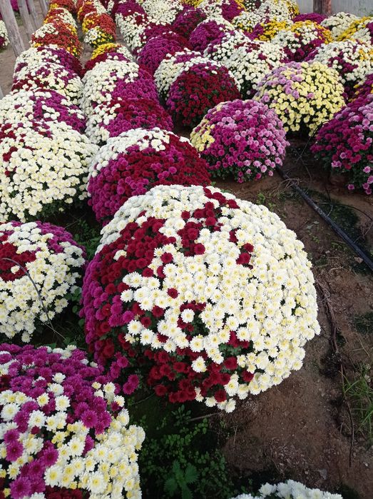 Chryzantemy drobnokwiatowe