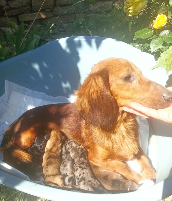 Шикарні таксята готові до бронювання.