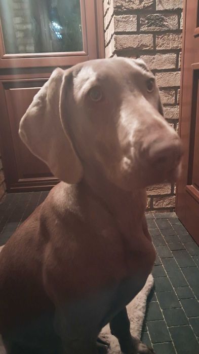 oddam do adopcji wyżła  weimarskiego suczkę