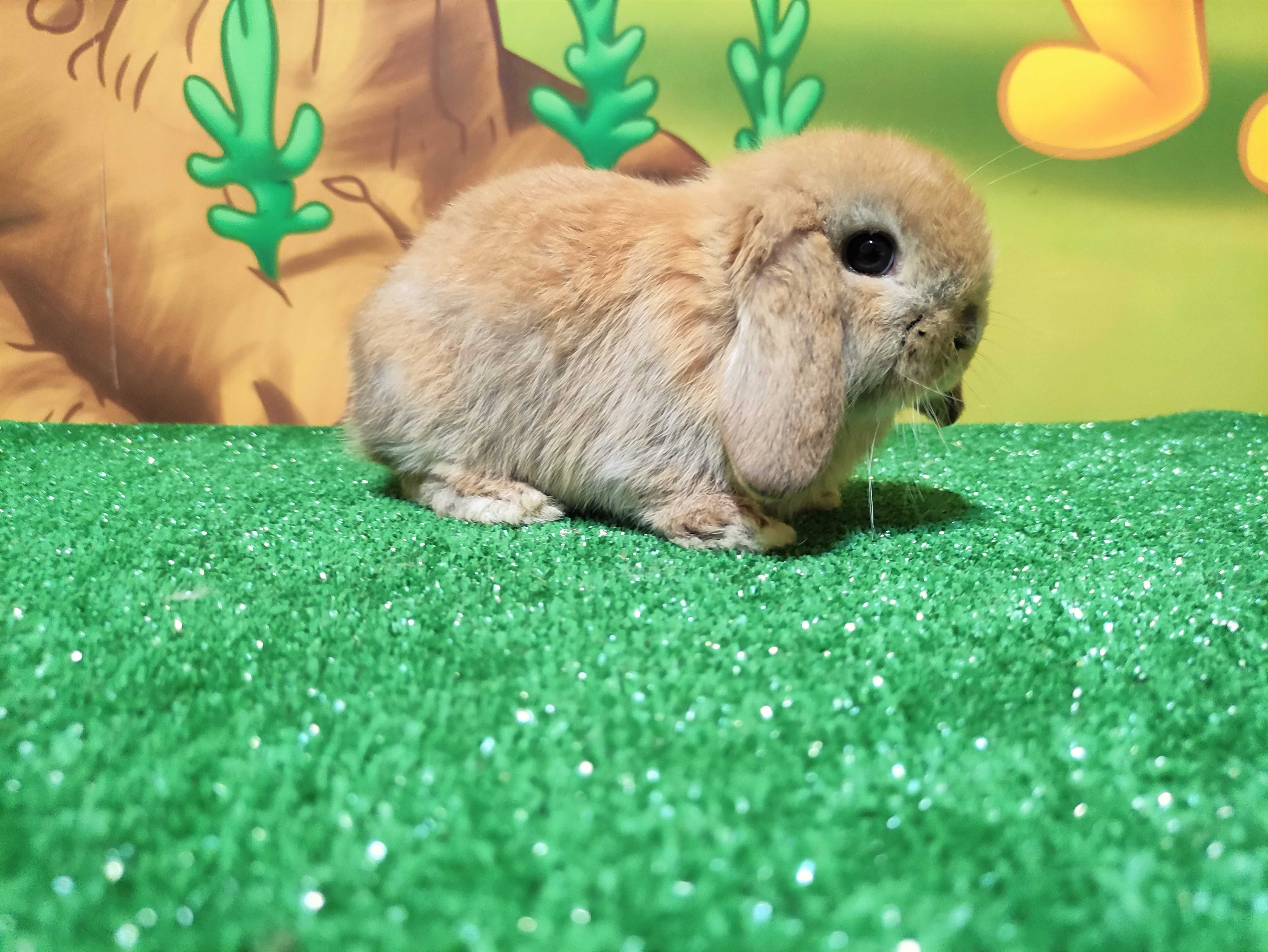 PIĘKNY Mini Lop rudy królik baranek miniaturka  teddy madagaskar