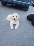 Sprzedam szczenięta golden retriever  suczke