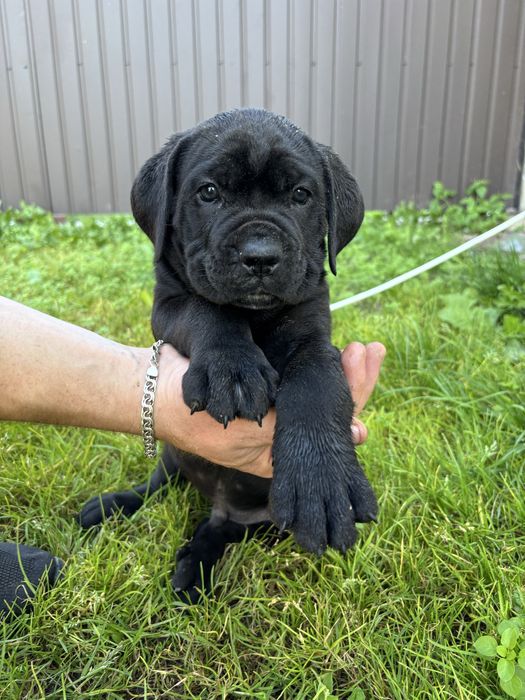 Кане корсо песики