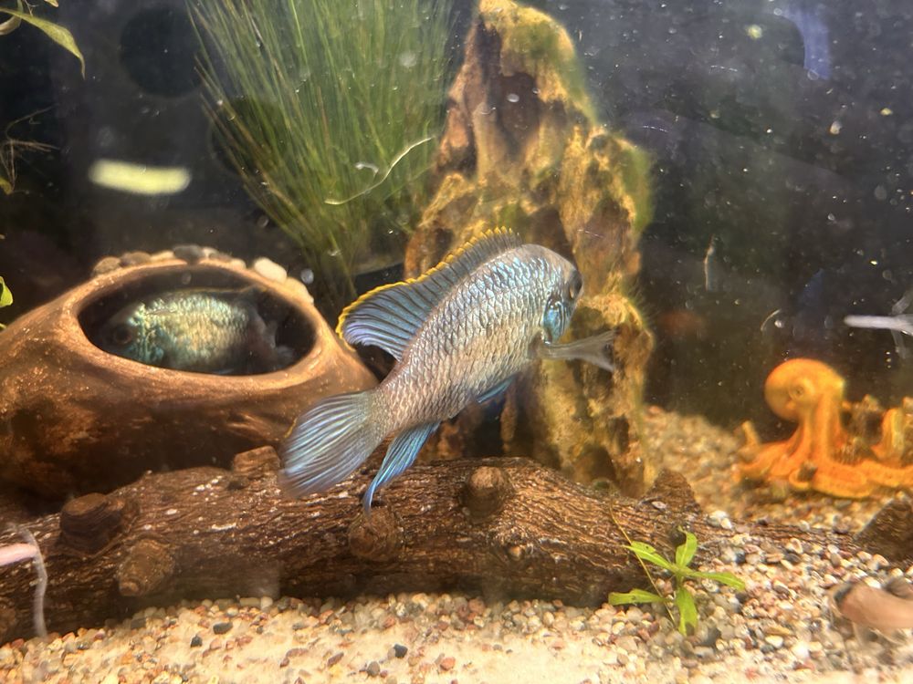 Akara electric blue (para)