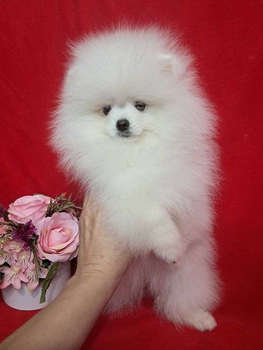 Белоснежная красотка, небольшого размера, есть нюанс.