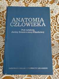 Anatomia Człowieka Janiny Sokołowskiej-Pituchowej