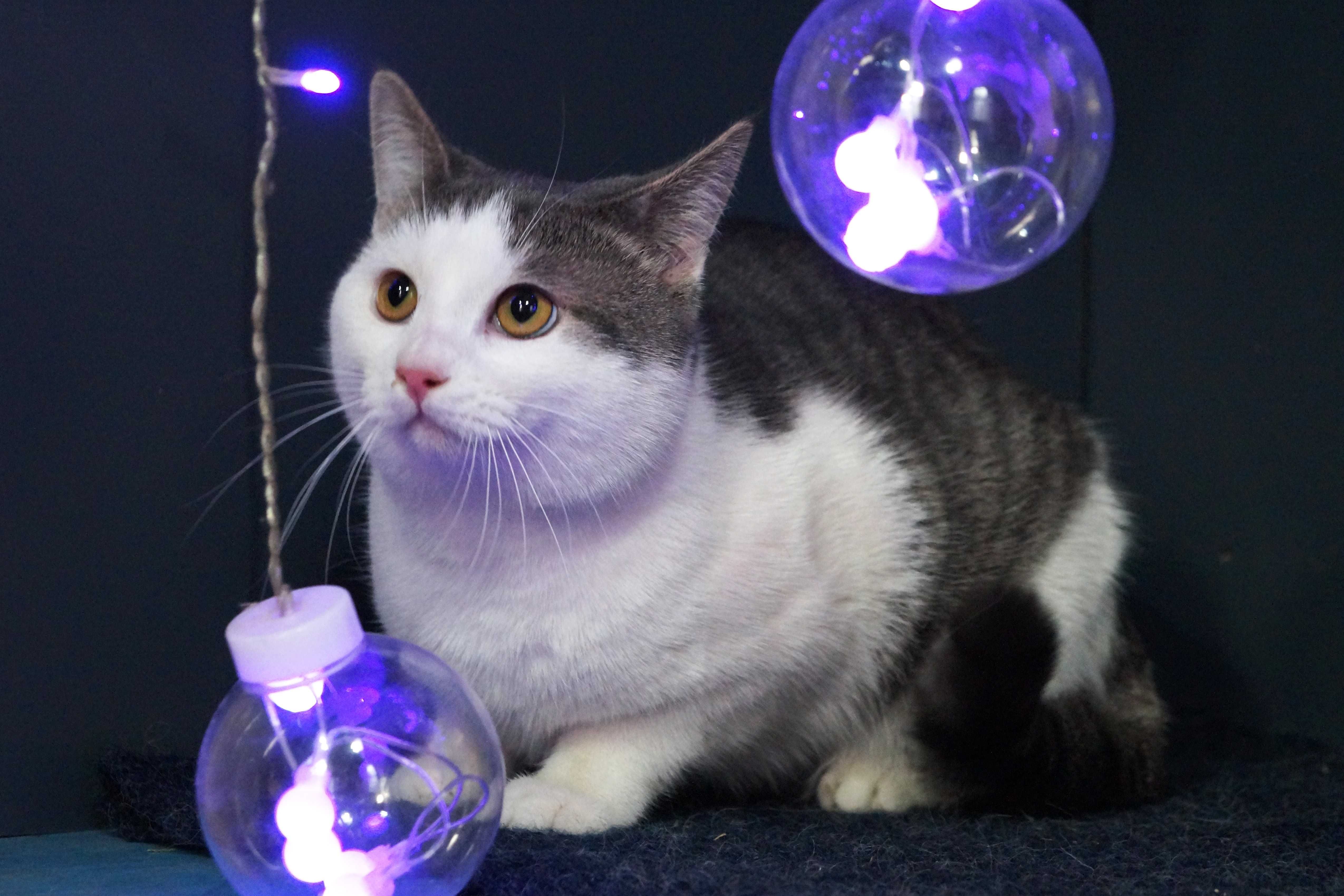 Молодой котик ищет дом