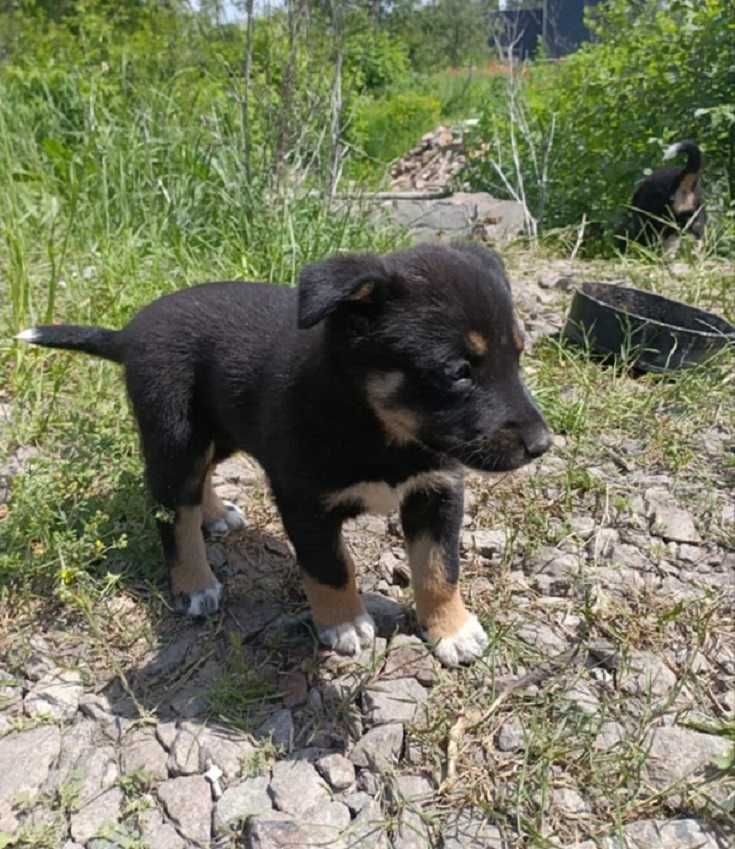 віддам цуценя, дівчинка, 2 місяці, допоможіть врятувати