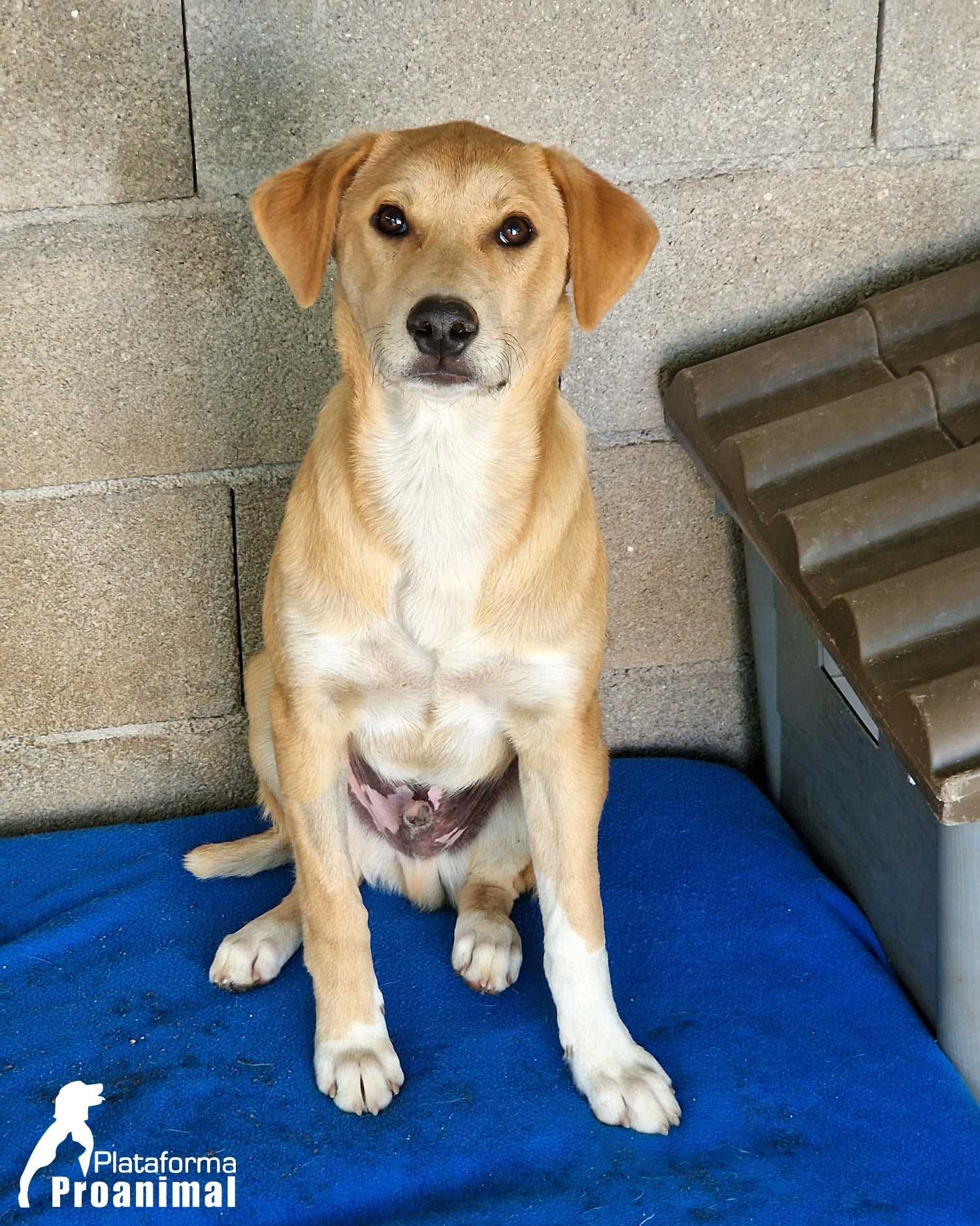 JANO - Cãozinho muito jovem para Adoção!