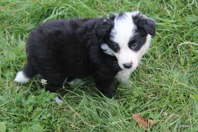 Border Collie - sprzedam slicznego pieska