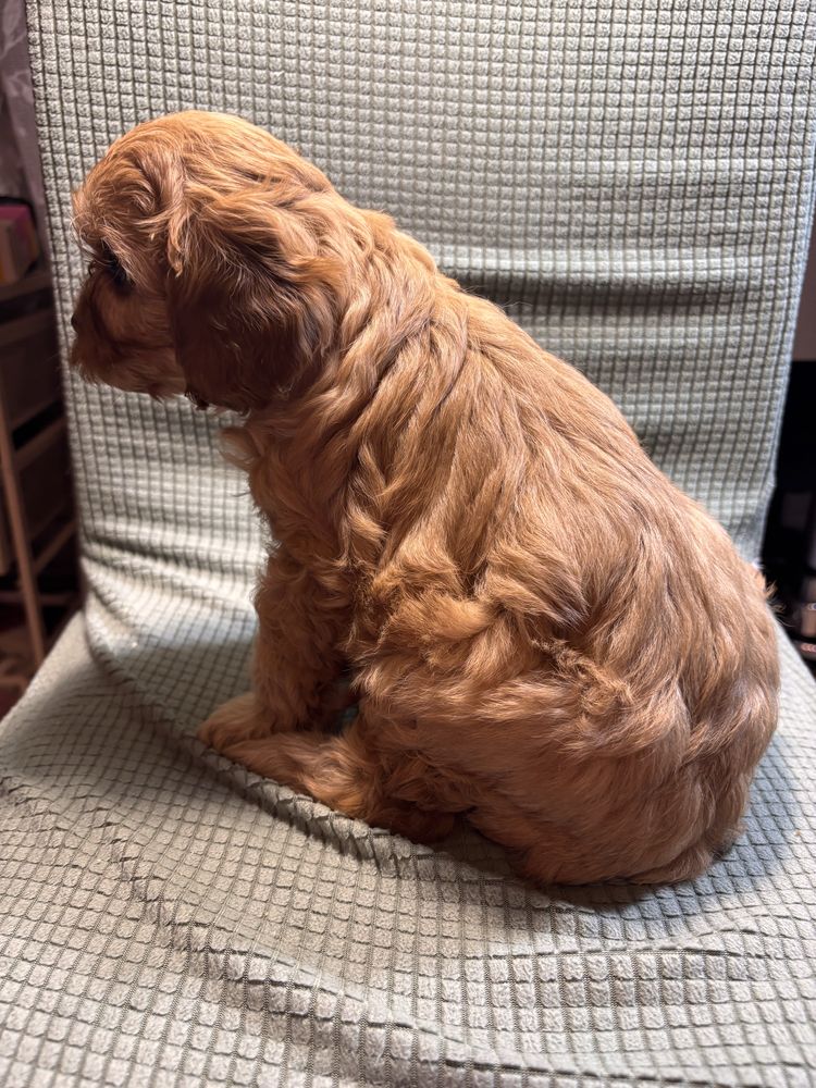 Cavapoo suczka gotowa do odbioru