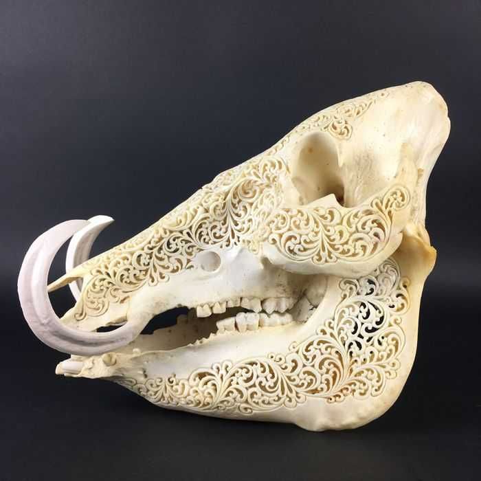 Craneo de javali  indonesio gravado à mão.