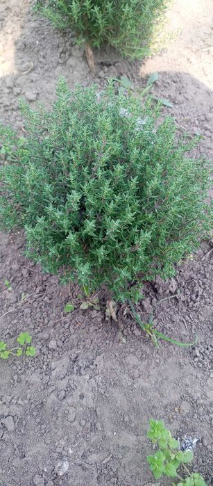 Декоративні трави