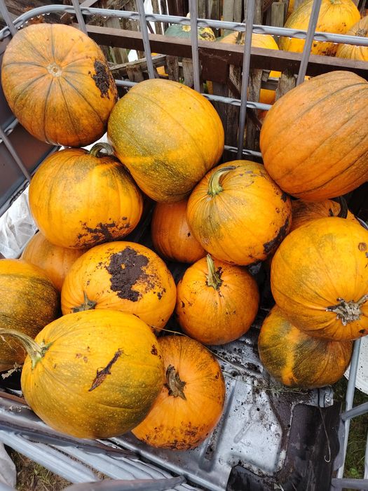 Dynia jadalna oraz ozdobna