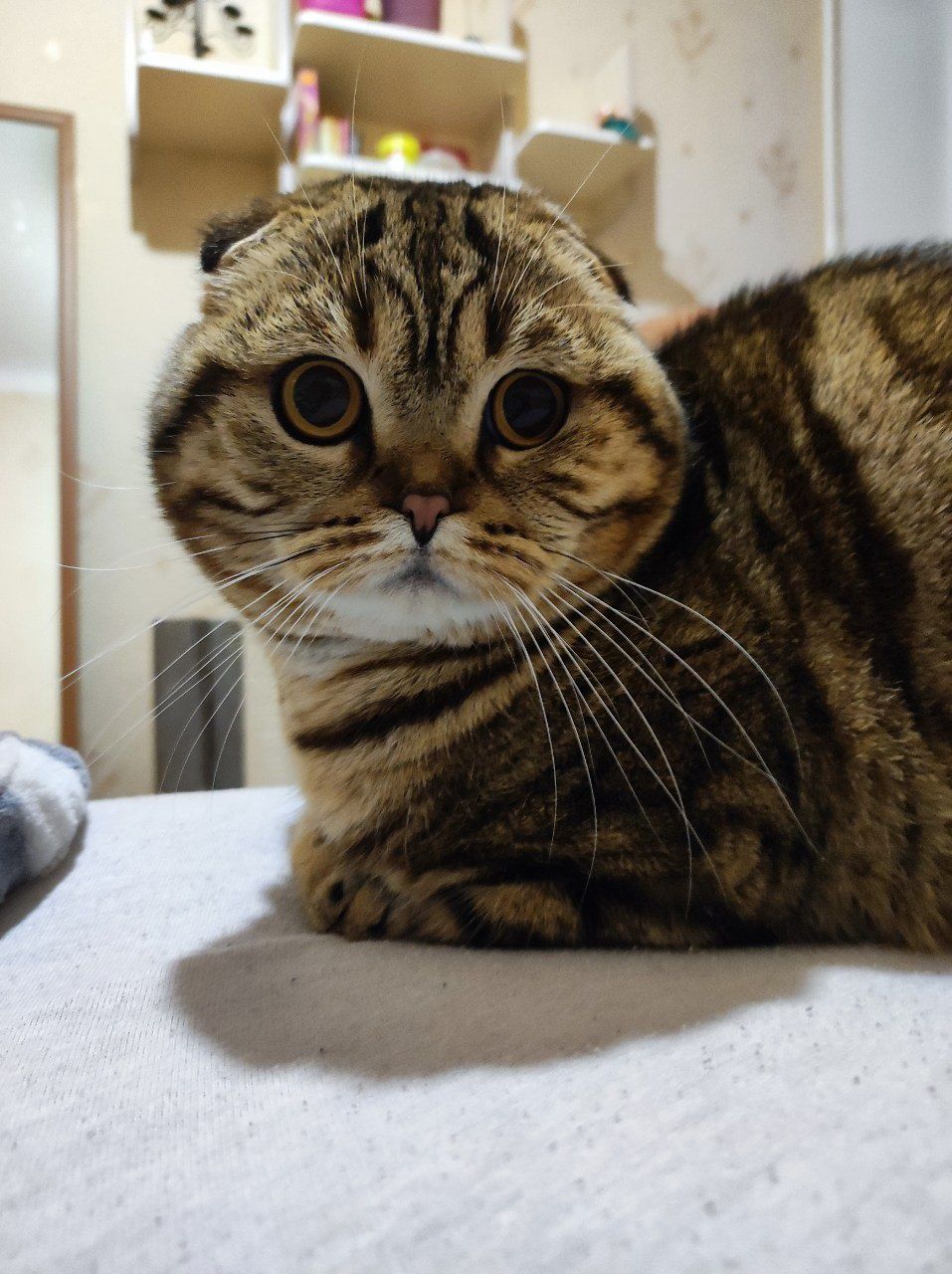 Вязка Scottish fold