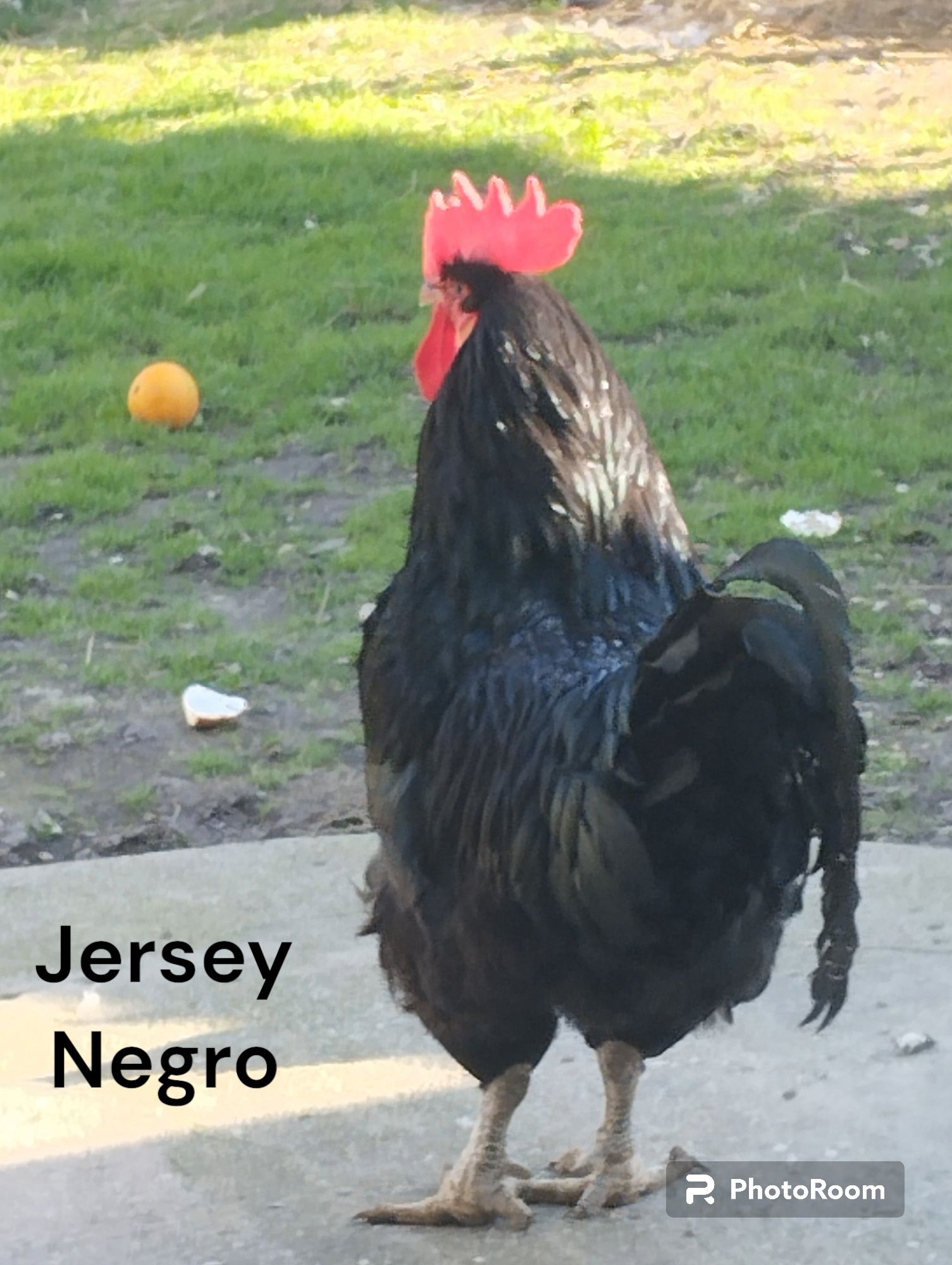 Ovos Índio, Jersey