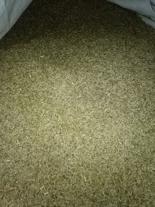 Semente de erva de azevem