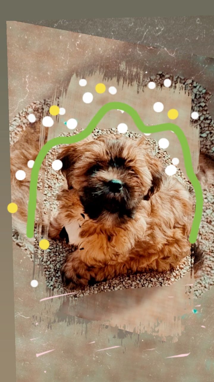 Lhasa apso kuzyn shih tzu