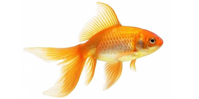 Золотая рыбка обыкновенная