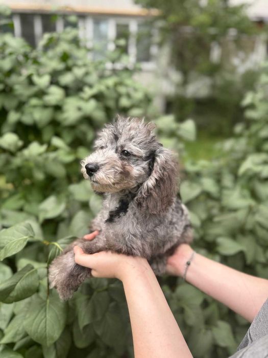 Мальтипу мраморный мальчик