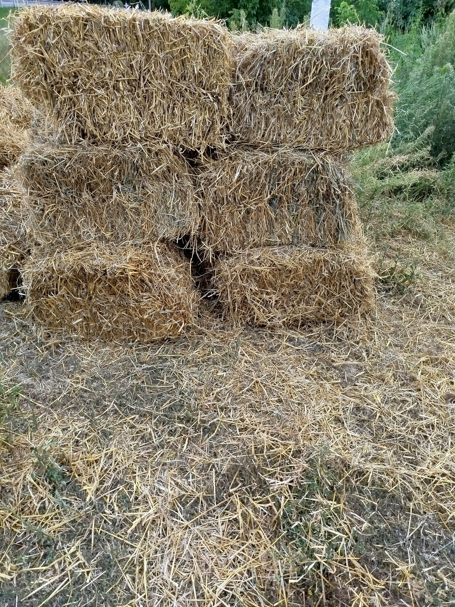 Продам солому ячмінну та сіно лугове