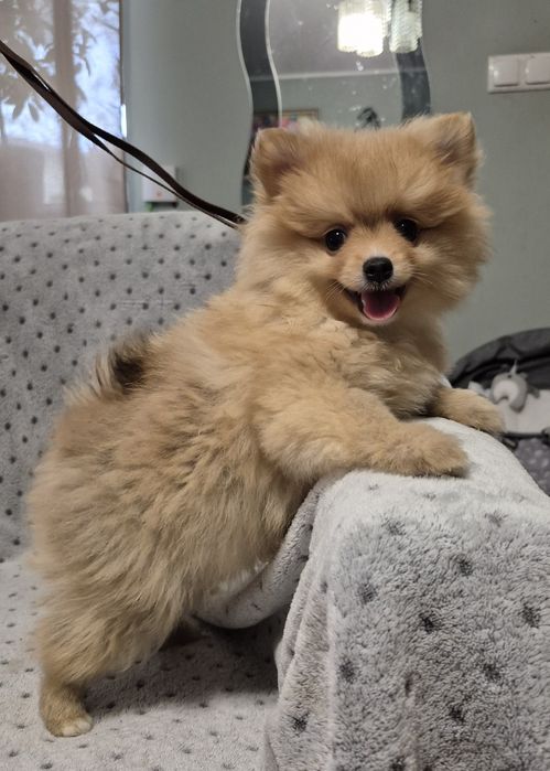 Szpic Mianiaturowy Pomeranian suczki