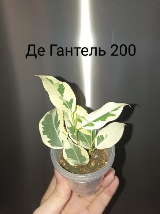 Де Гантель фікус бенджаміна білий