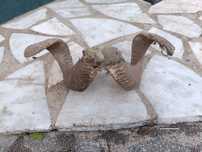 Cornos de carneiro