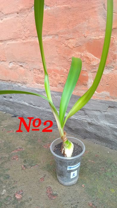 Детка красного гиппеаструма.