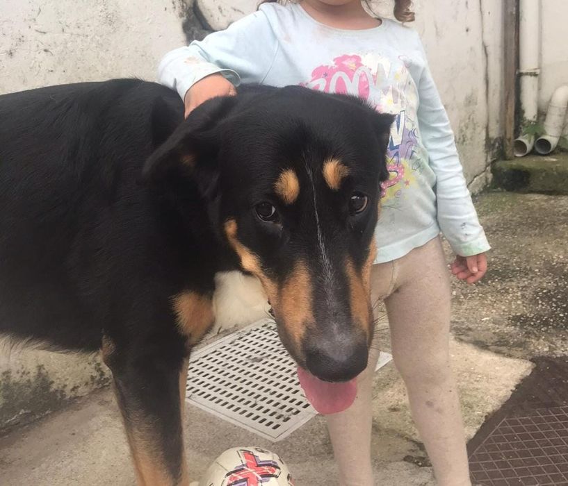 Dou cão super meigo e inteligente