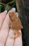Bufo (Ingerophrynus) parvus / ropuszka / płaz egzotyczny / ropucha
