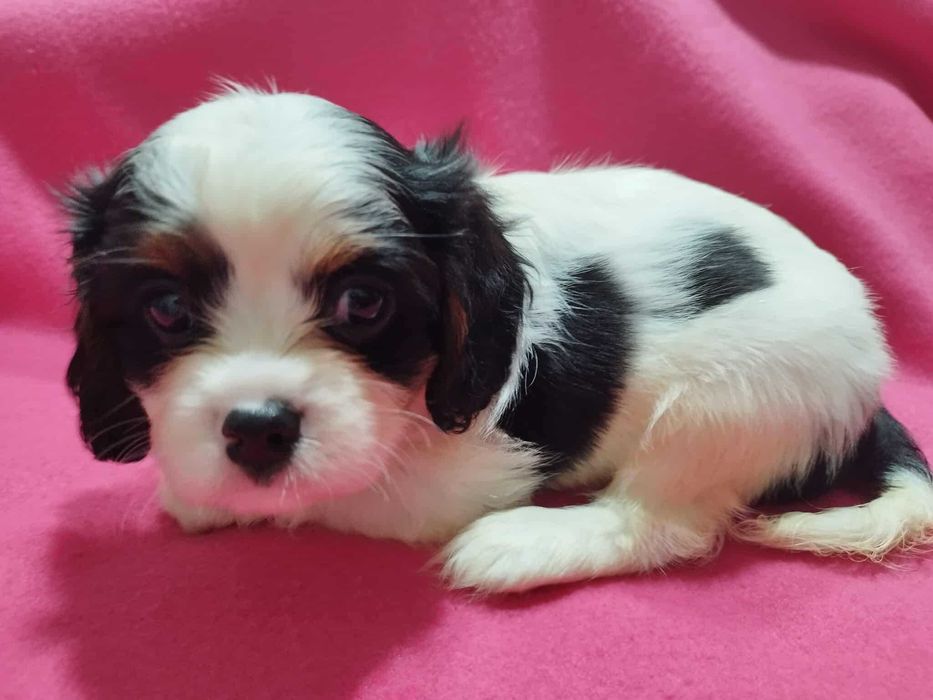*** Cavalier King Charles Spaniel Malutki Chłopczyk ***