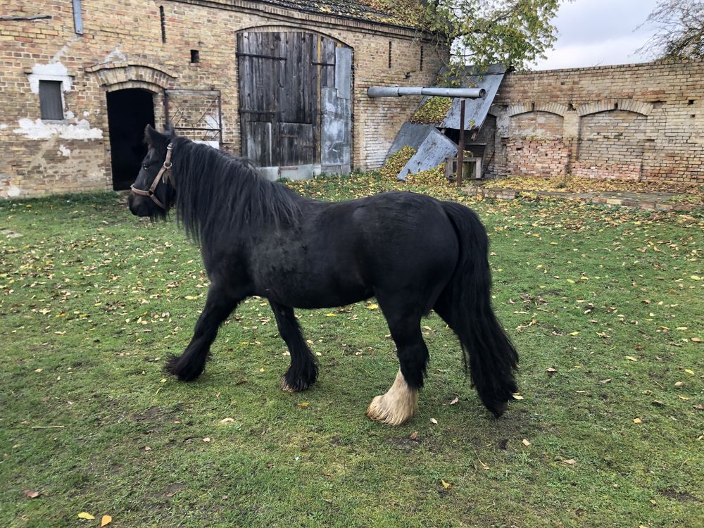 Sprzedam klacz, kara, rasy Gypsy Cob