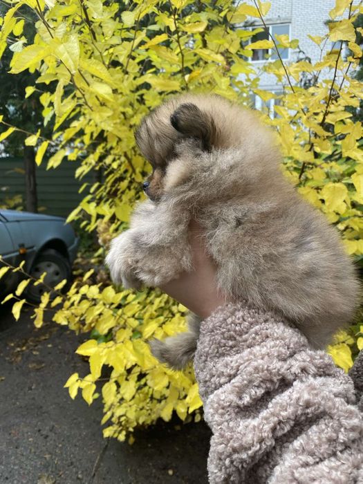 Шпіц дівчинка міні