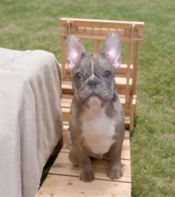 Мальчик французский бульдог.