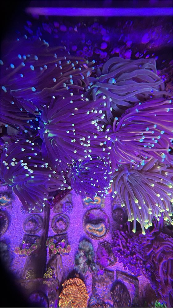 Corais / Frags para aquario de agua salgada
