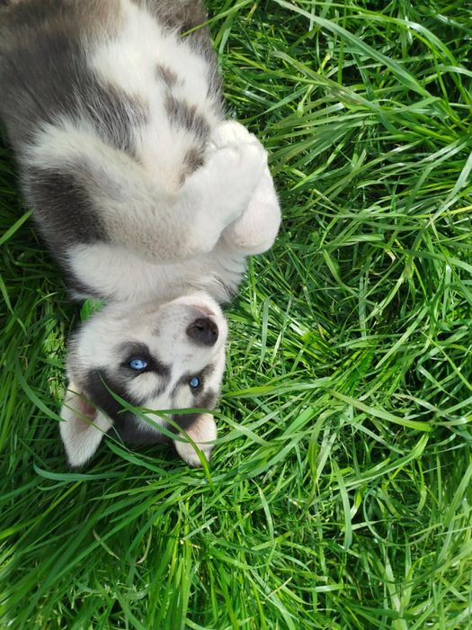 Już są piękne szuczki Syberian Hasky