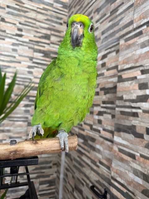 Papagaio Amazona Ochrocephala + Gaiola