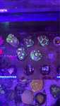 Frags para aquario agua salgada de 10 a 30€