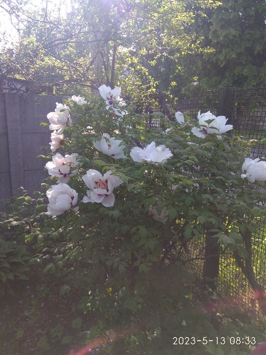 Продам саженцы древовидного пиона