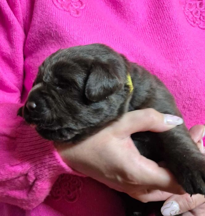 Labrador Retriever ZKwP/FCI- czekoladowa sunia
