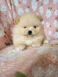 Szpic miniaturowy (Pomeranian) z wyjątkowym rodowodem