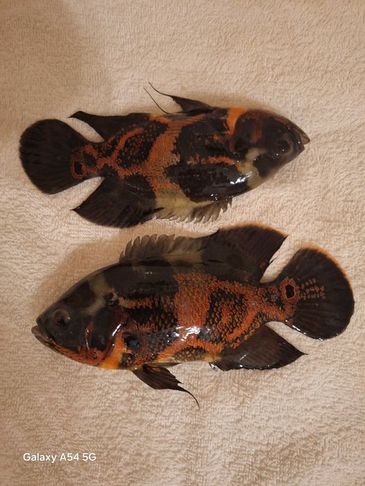 Pielęgnica Pawiooka