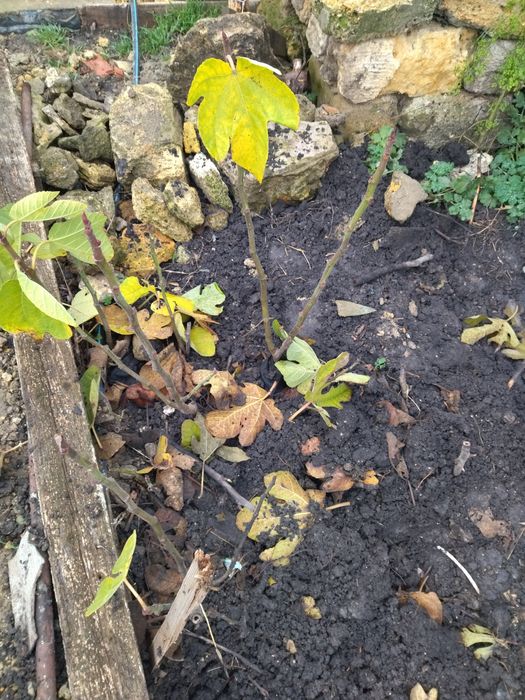 Саженцы инжира Шави Легви