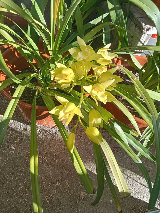 Orquídeas raras em vaso