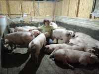 Свині#Продаю#На мясо#Здам