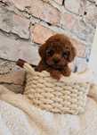 Caniche Red ㅤㅤㅤㅤ