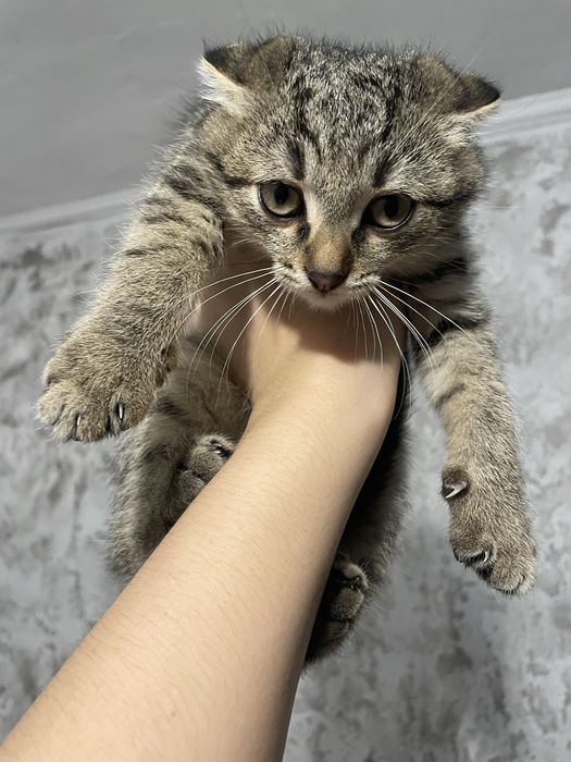 Висловухі кошенята шукають дім