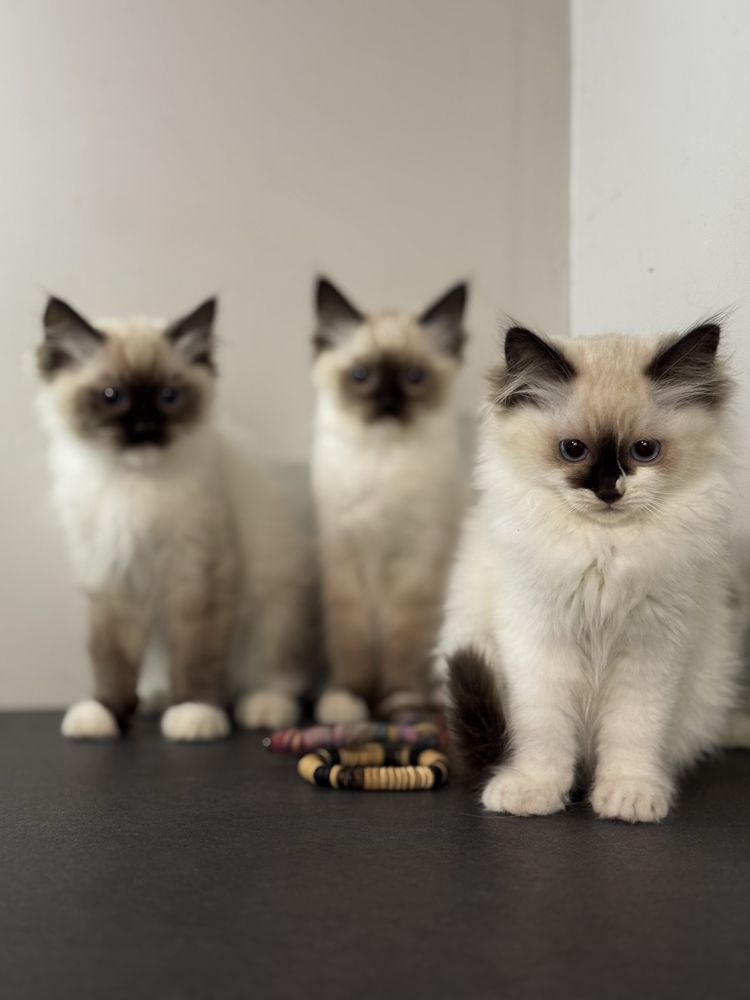 Kot kotka ragdoll kocięta kocurek